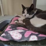 Photo de chat perdu à Magescq