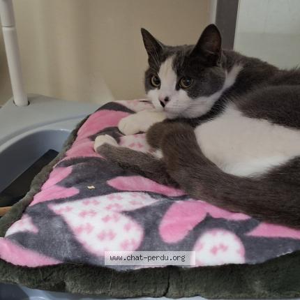 Photo 1/1 Violette Chat perdu à Magescq