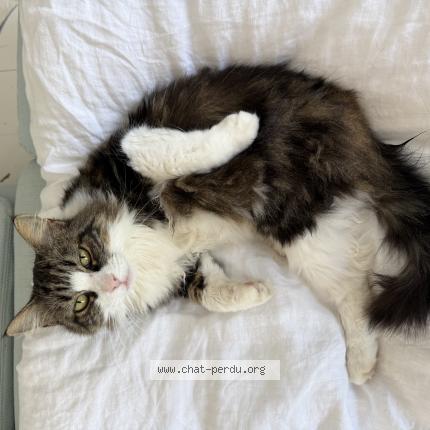 Photo 1/1 Minettes Chat perdu à Pins justaret