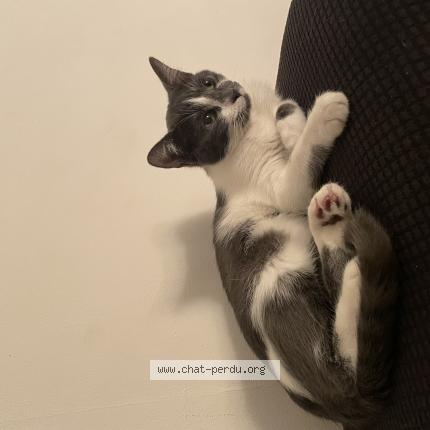 Photo de chat perdu à Saint Privat Des Vieux