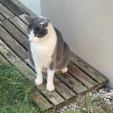 Photo de chat perdu à Trelaze