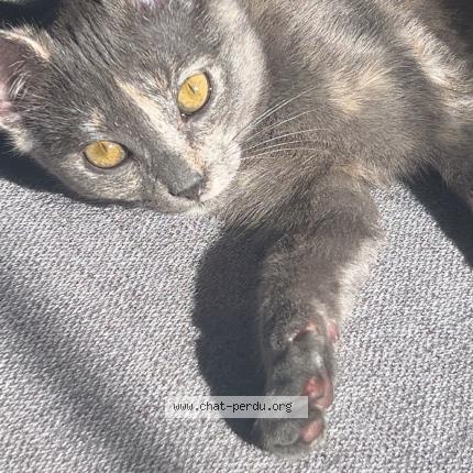 Photo 1/1 Chat retrouvé Perdu à Goussainville