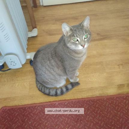 Photo 1/1 Bounty Chat perdu à Vinon sur verdon