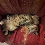 Photo de chat perdu à Artannes Sur Indre