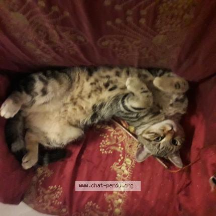 Photo 1/1 Ma&iuml;co Chat perdu à Artannes sur indre