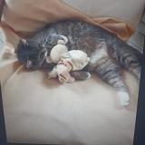 Photo de chat perdu à Bournos