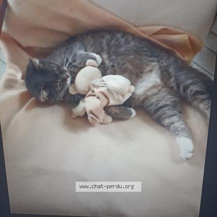 Photo 1/1 Gribouille Chat perdu à Bournos