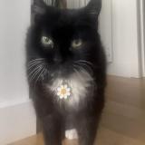 Photo de chat perdu à Anglet