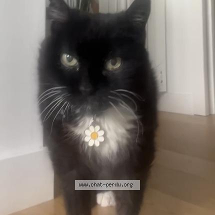 Photo 1/1 Beltza Chat perdu à Anglet
