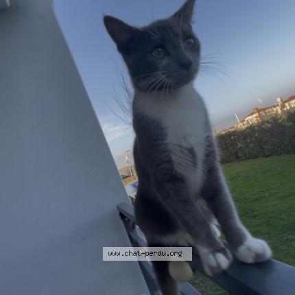 Photo 1/1 Violette Chat perdu à Gagnac sur garonne