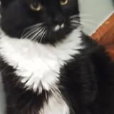 Photo de chat perdu à Pontault Combault