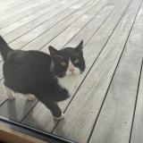 Photo de chat trouvé à Le Pallet