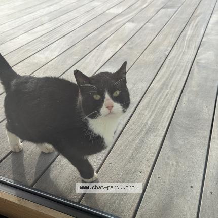 Photo 1/1 Chat trouvé Trouvé à Le pallet