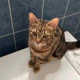 Photo de chat perdu à Garches