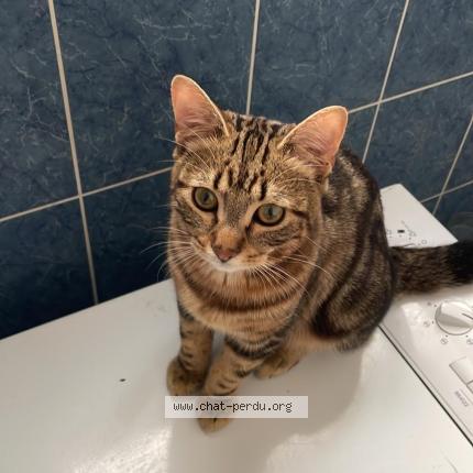 Photo 1/1 Elvis Chat perdu à Garches