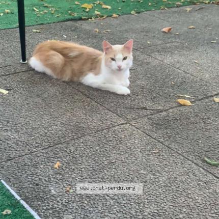 Photo 1/1 Chouchou Chat perdu à Merignac