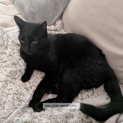 Photo 1/1 Willow Chat perdu à Nantes