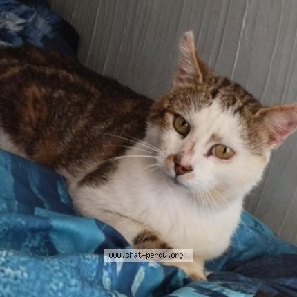 Photo 1/1 Paillette Chat perdu à Bellefontaine
