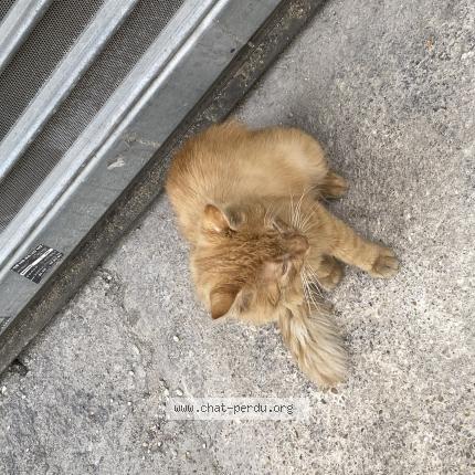 Photo 1/1 Chat trouvé Trouvé à Paris