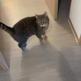 Photo de chat perdu à Tourcoing