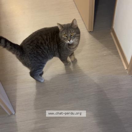 Photo 1/1 Manouche Chat perdu à Tourcoing