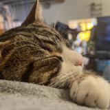 Photo de chat perdu à Richerenches