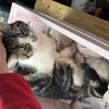 Photo de chat trouvé à Bodeaux