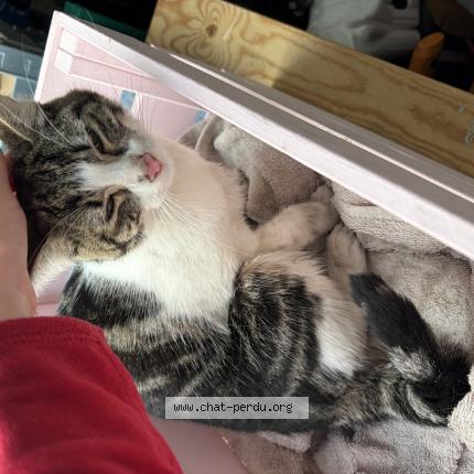 Photo 1/1 Chat trouvé Trouvé à Bodeaux