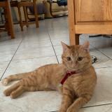 Photo de chat perdu à Bouloire