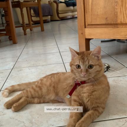 Photo 1/1 Simba Chat perdu à Bouloire