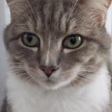 Photo de chat perdu à Locmiquelic