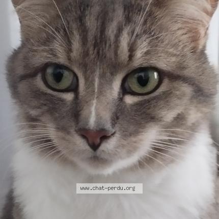 Photo 1/1 L&eacute;on Chat perdu à Locmiquelic