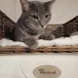 Photo de chat perdu à La Frette