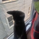 Photo de chat perdu à New York