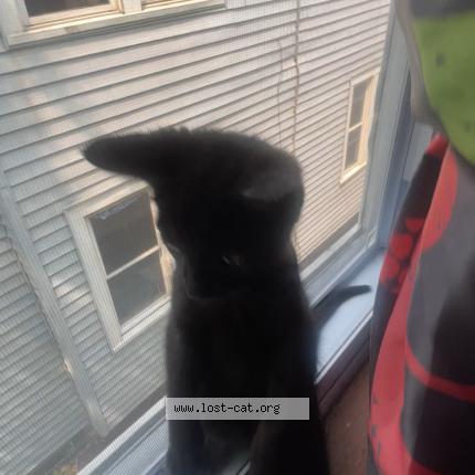 Photo 1/1 Midnight Chat perdu à New york