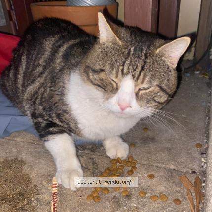 Photo 1/1 Chat trouvé Trouvé à Montpellier