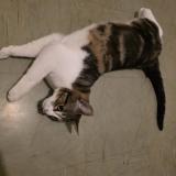 Photo de chat trouvé à Pau