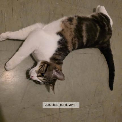 Photo 1/1 Chat retrouvé Trouvé à Pau