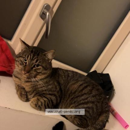 Photo 1/1 Simba Chat perdu à Pouance