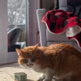 Photo de chat trouvé à Longueuil