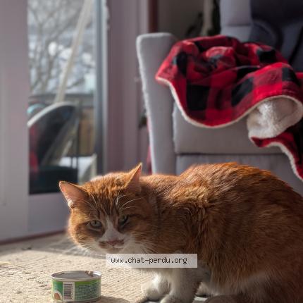 Photo 1/1 Chat trouvé Trouvé à Longueuil