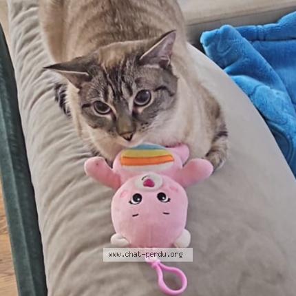 Photo de chat perdu à Rosny Sous Bois