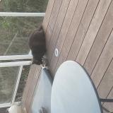 Photo de chat trouvé à Tarbes