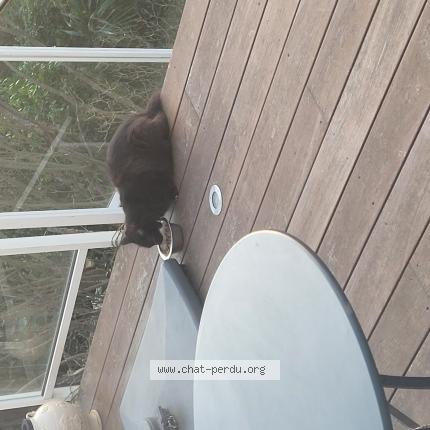 Photo 1/1 Chat trouvé Trouvé à Tarbes