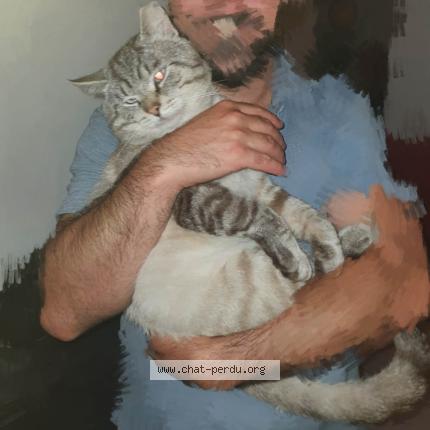 Photo 1/1 Sans nom Chat perdu à Trignac