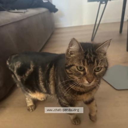 Photo 1/1 Chat trouvé Trouvé à Chateauroux