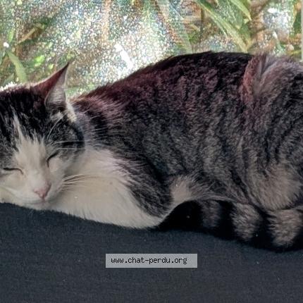 Photo 1/1 Chat retrouvé Perdu à Toulouse