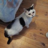 Photo de chat trouvé à Demu