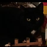 Photo de chat perdu à Plestan