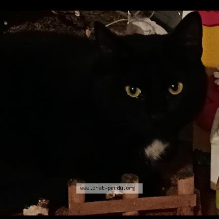 Photo 1/1 Cleopatre Chat perdu à Plestan